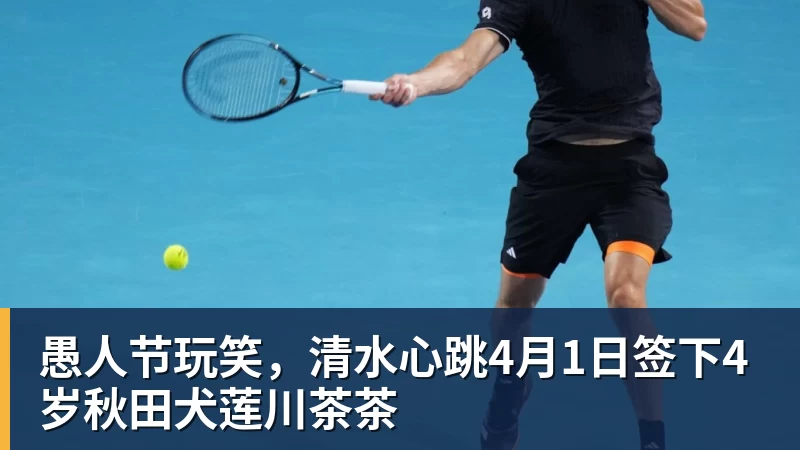 开云app官方在线入口愚人节玩笑，清水心跳4月1日签下4岁秋田犬莲川茶茶